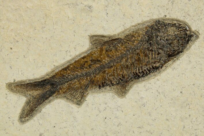 Detailed Fossil Fish (Knightia) - Wyoming #327967